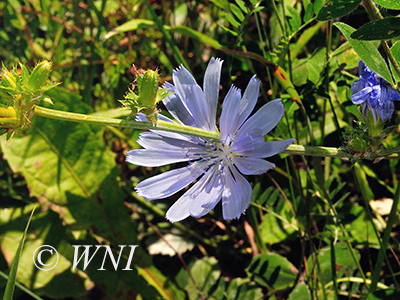 Chicory (Cichorium intybus)
